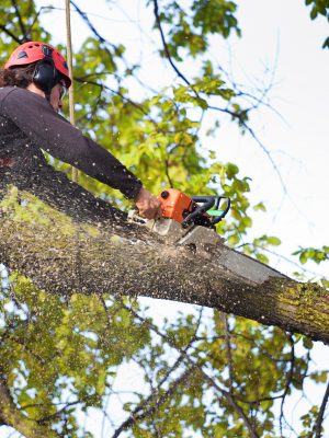 Arborist Tree Pruning Service Working on High Branches